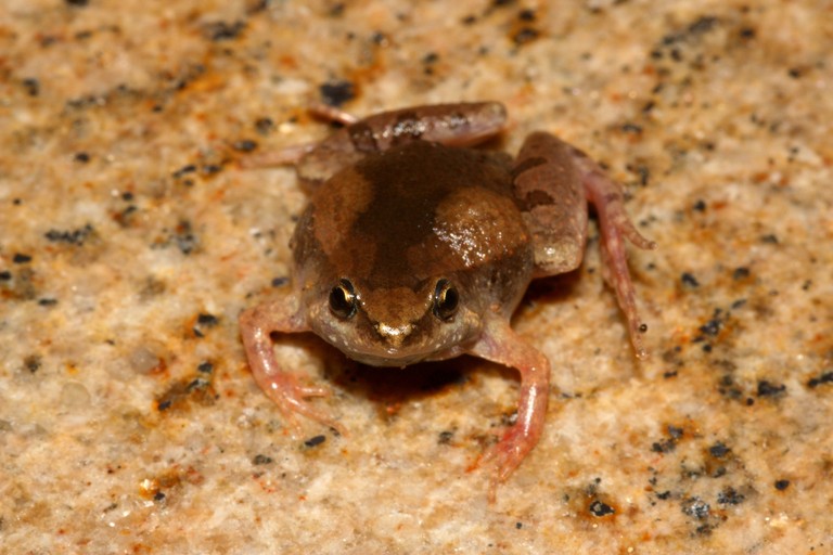 Microhyla ornata Microhyla ornata