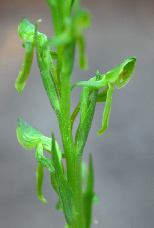 Platanthera brevifolia
