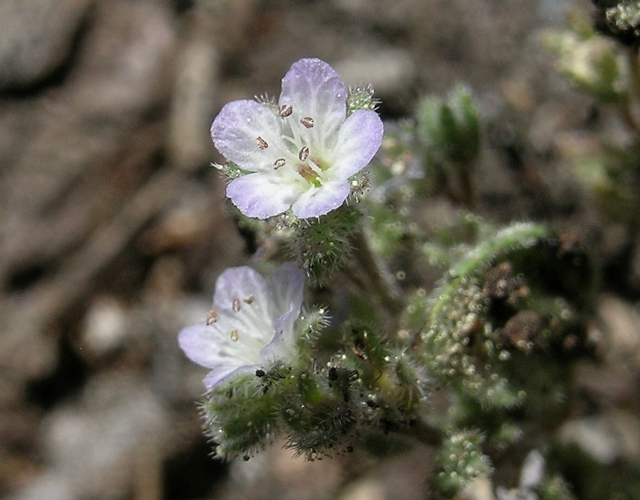 Phacelia eisenii