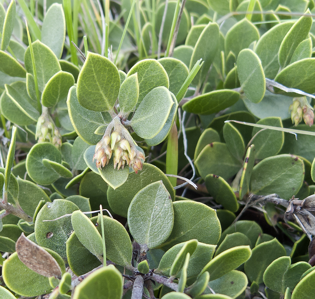 Arctostaphylos montana ssp. ravenii
