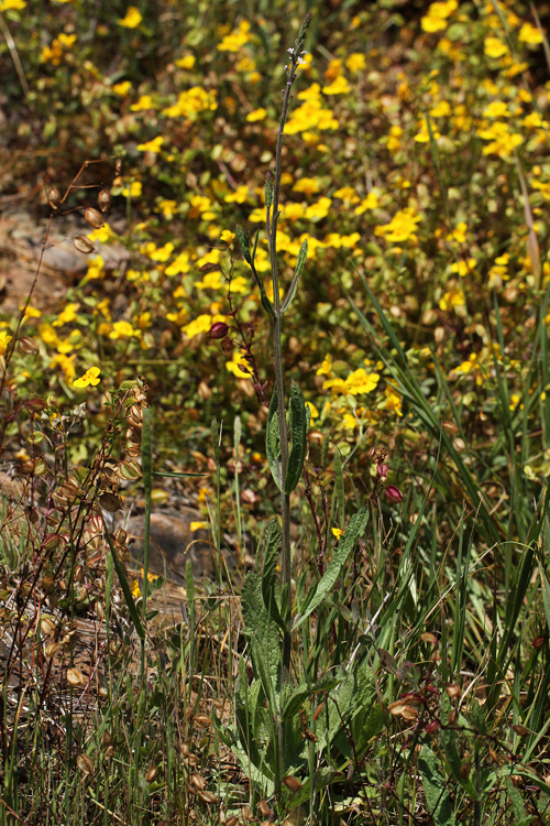 Verbena californica