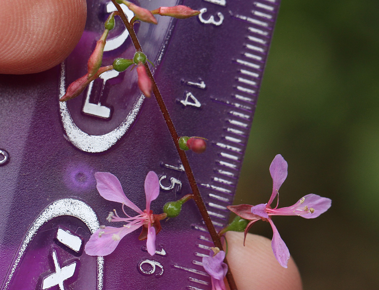 Clarkia heterandra Clarkia heterandra