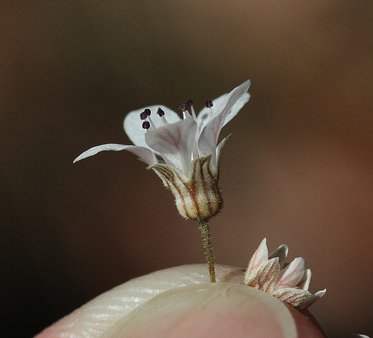Jepsonia heterandra Jepsonia heterandra