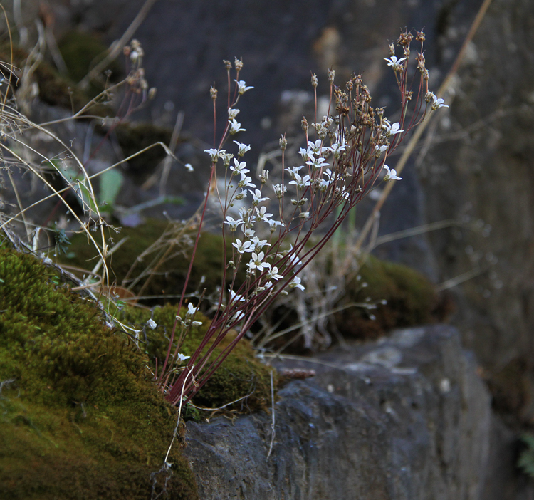 Jepsonia heterandra Jepsonia heterandra