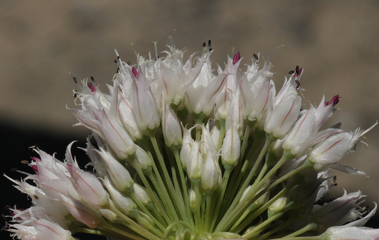 Allium sanbornii var. congdonii