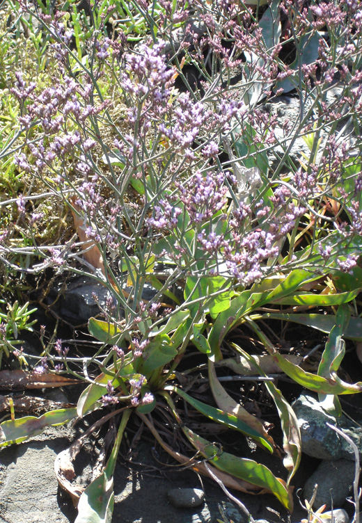 Limonium californicum Limonium californicum