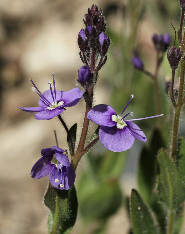 Veronica copelandii Veronica copelandii