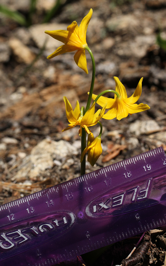 Erythronium pluriflorum Erythronium pluriflorum