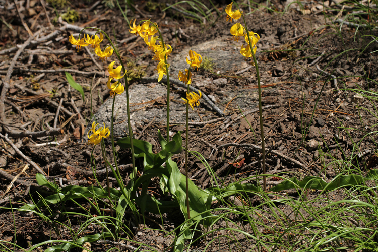 Erythronium pluriflorum Erythronium pluriflorum