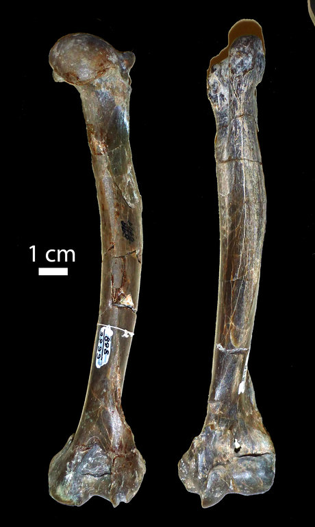 Temnocyon altigenis