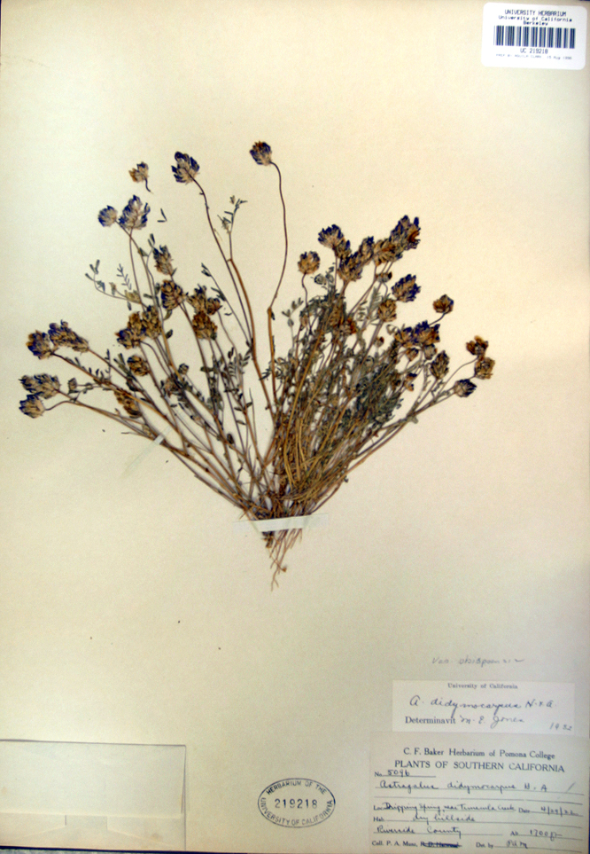 Astragalus didymocarpus var. obispoensis
