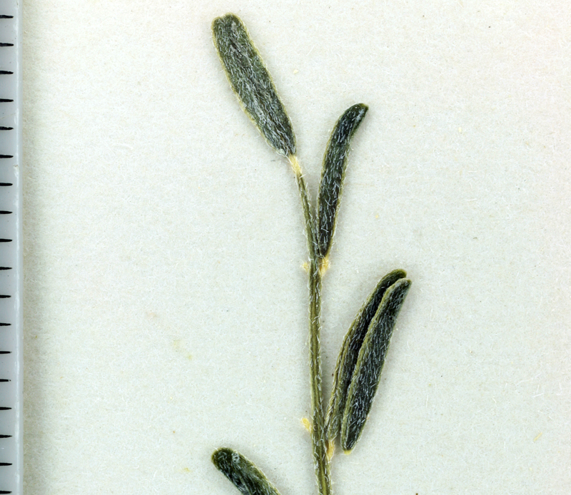 Astragalus filipes