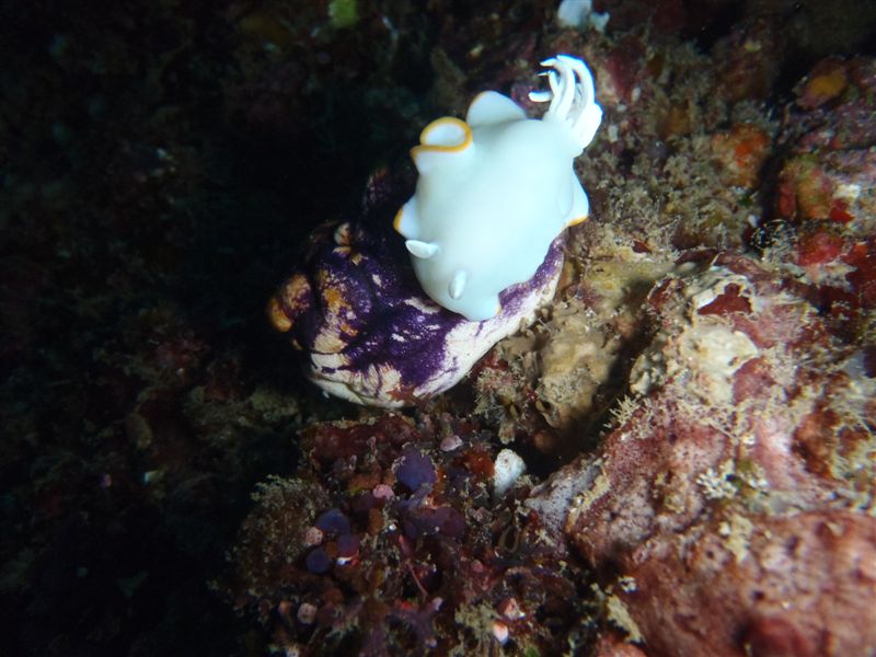 Chromodoris sp. Chromodoris sp.