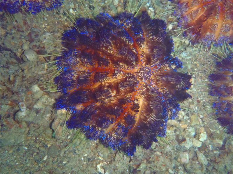 Asthenosoma varium Asthenosoma varium