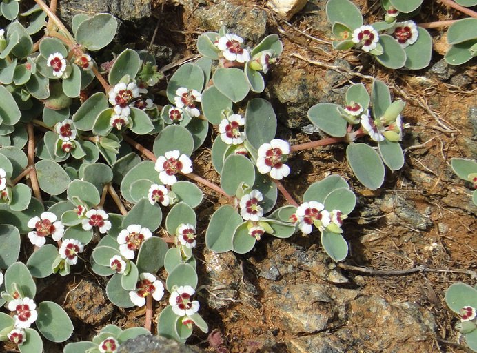 Euphorbia albomarginata