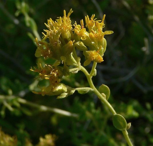 Amphipappus fremontii