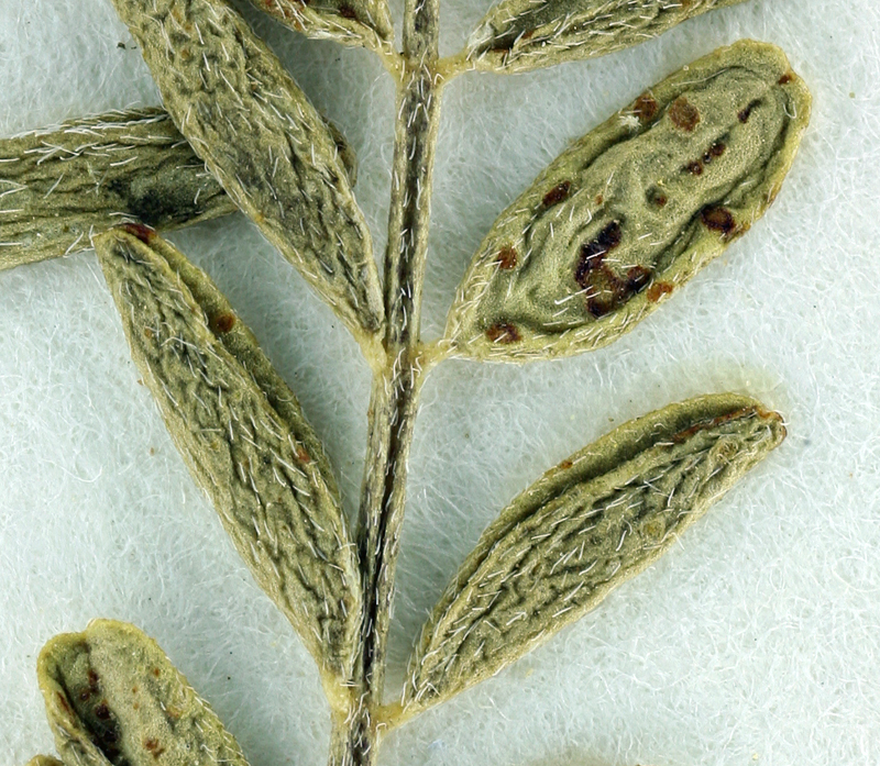 Astragalus nutans