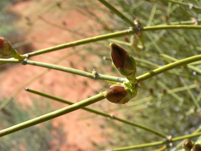 Ephedra viridis