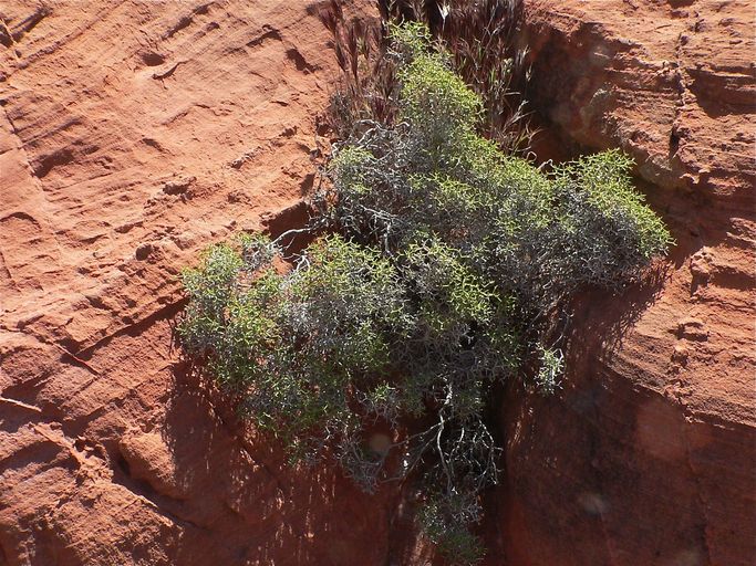 Eriogonum heermannii