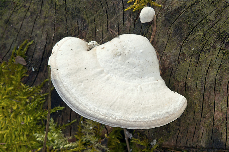 Trametes gibbosa