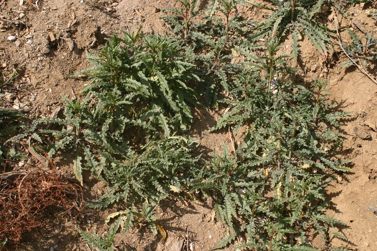 Eulobus californicus Eulobus californicus