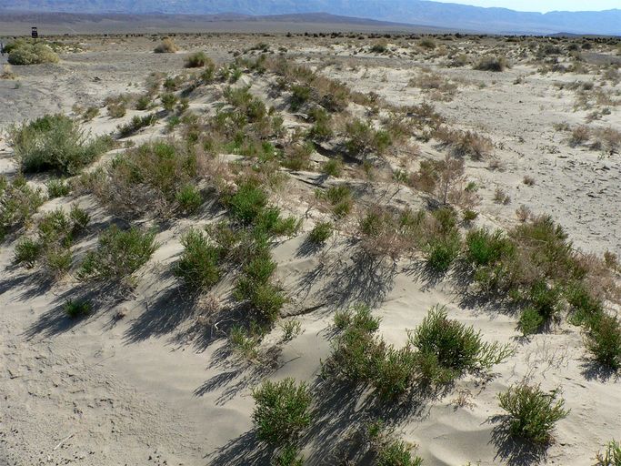 Allenrolfea occidentalis