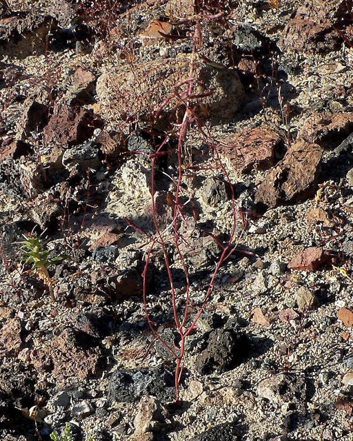 Caulanthus lasiophyllus