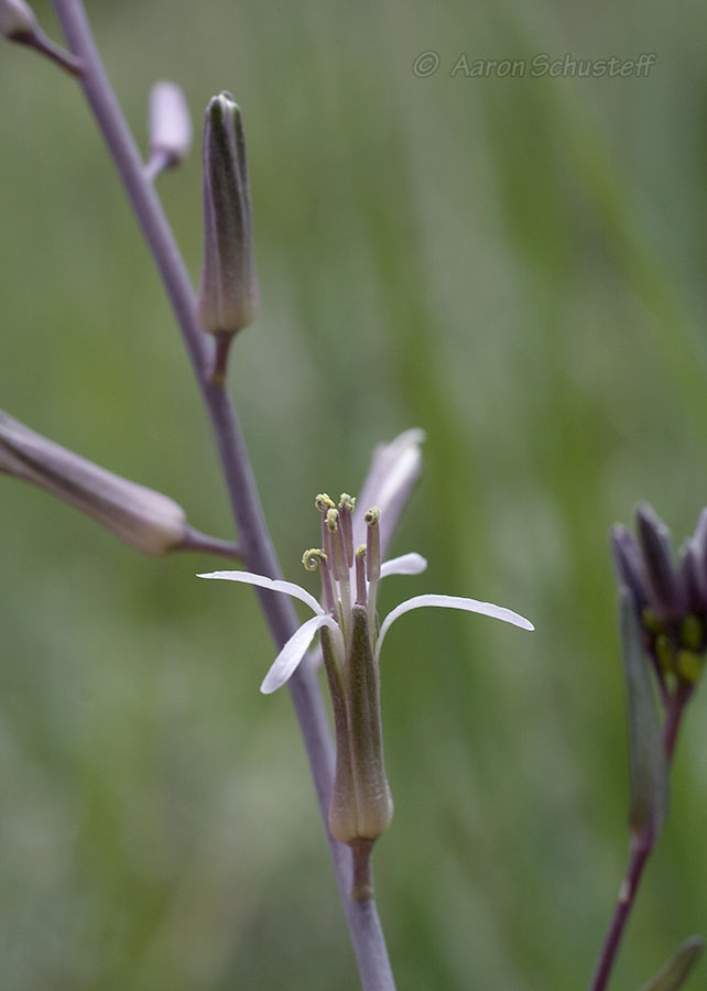 Thelypodium stenopetalum Thelypodium stenopetalum