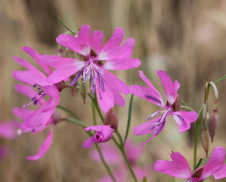 Clarkia biloba ssp. biloba Clarkia biloba ssp. biloba