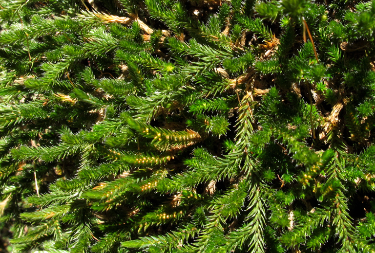 Selaginella wallacei