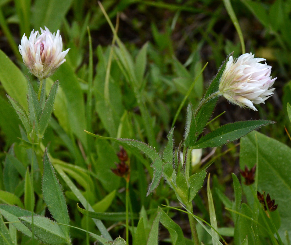 Trifolium longipes ssp. hansenii