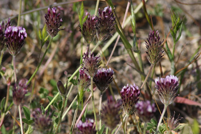 Trifolium dichotomum