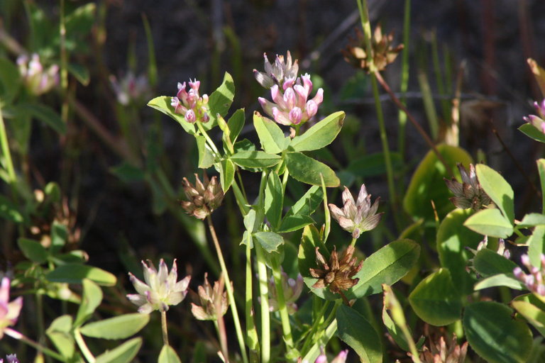 Trifolium hydrophilum Trifolium hydrophilum