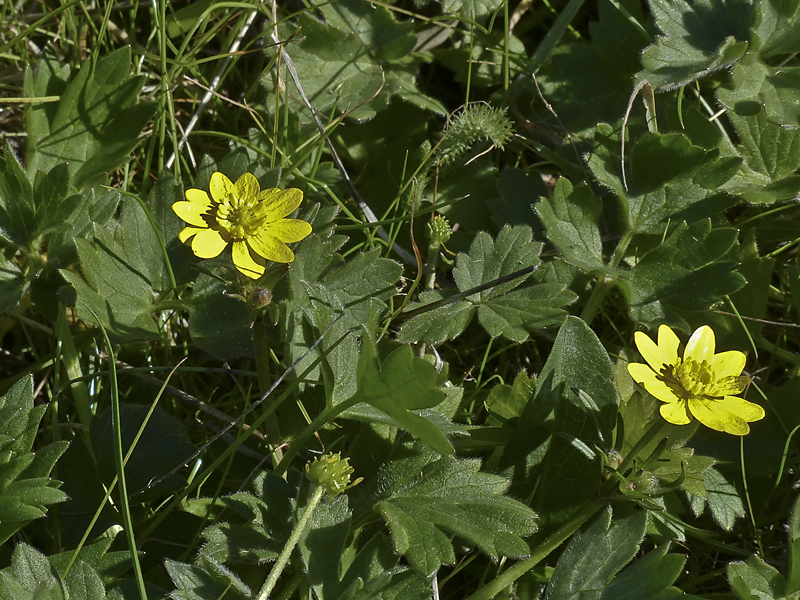 Ranunculus californicus var. cuneatus Ranunculus californicus var. cuneatus