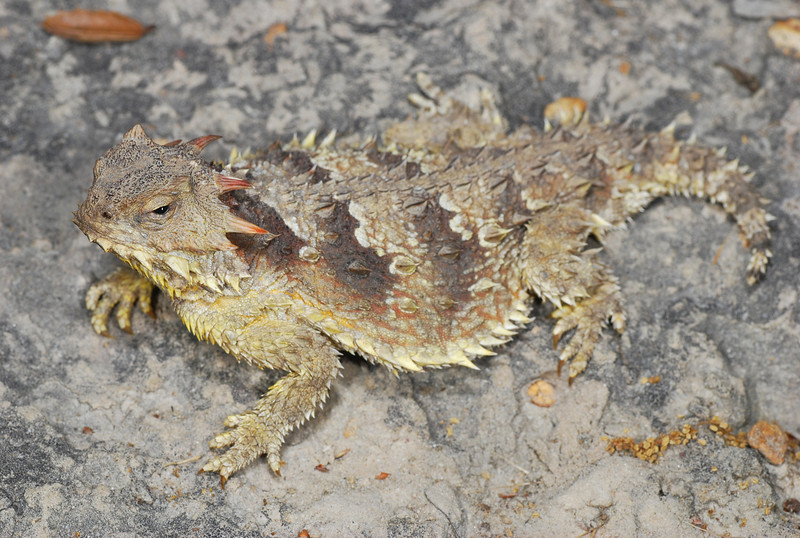 Phrynosoma blainvillii