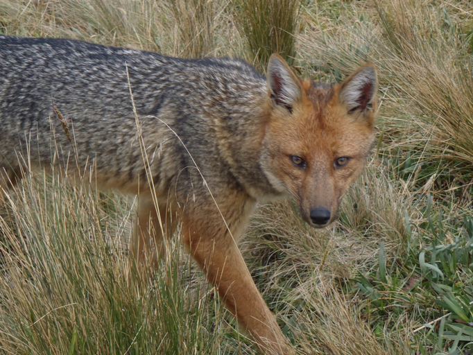 Lycalopex culpaeus