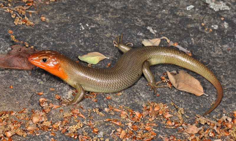 Plestiodon gilberti gilberti Plestiodon gilberti gilberti