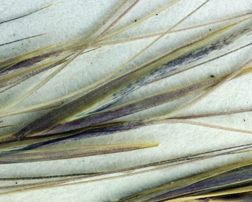Aristida ternipes var. gentilis Aristida ternipes var. gentilis