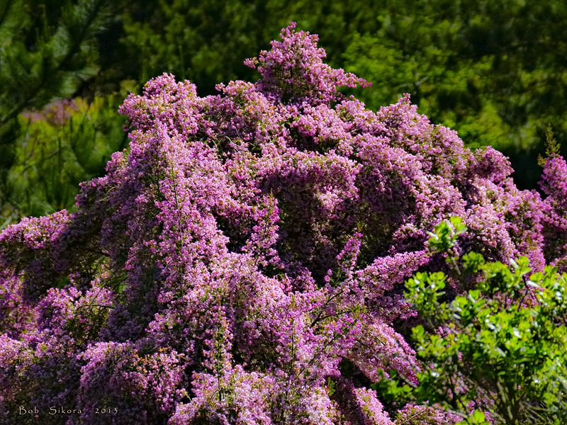 Erica canaliculata