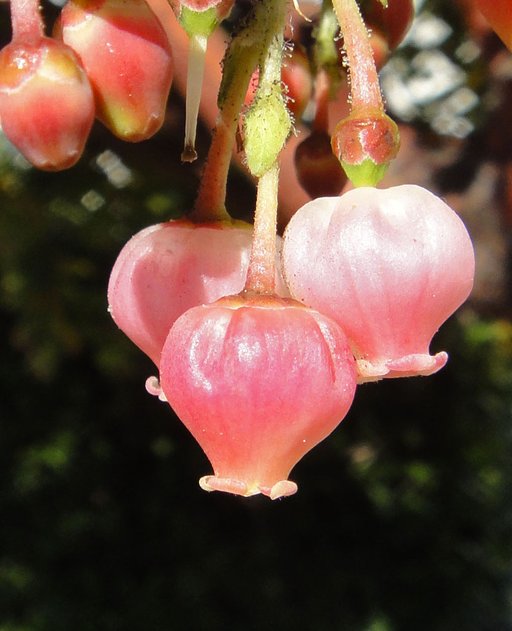 Arbutus unedo Arbutus unedo