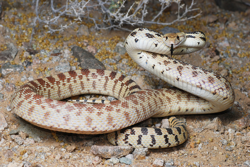Pituophis catenifer deserticola