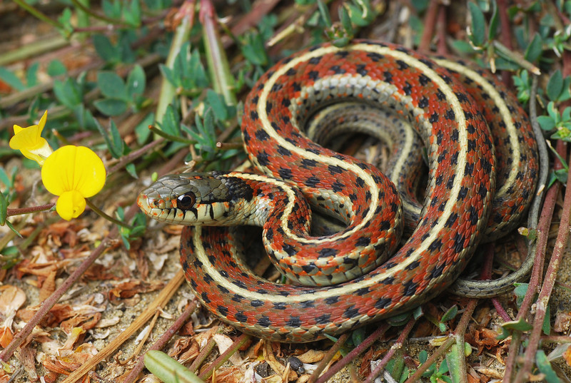 Thamnophis elegans terrestris Thamnophis elegans terrestris