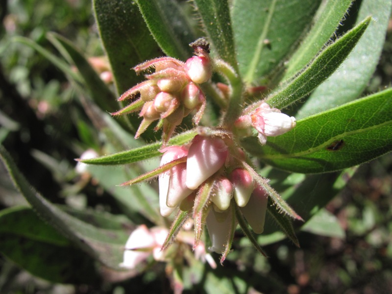 Arctostaphylos virgata