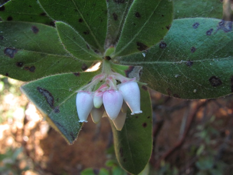 Arctostaphylos virgata