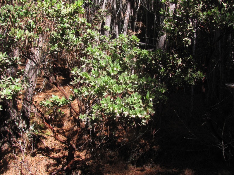 Arctostaphylos virgata Arctostaphylos virgata