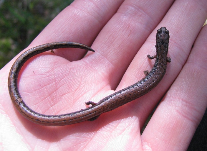 Batrachoseps attenuatus
