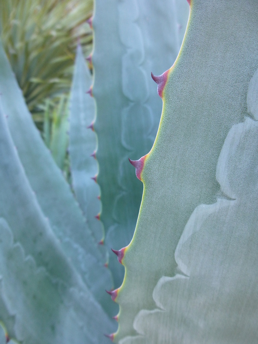 Agave fortiflora