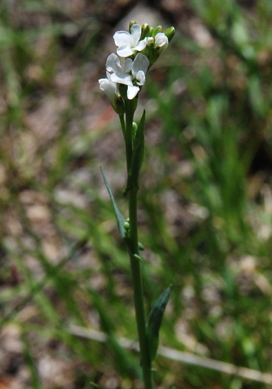 Boechera stricta
