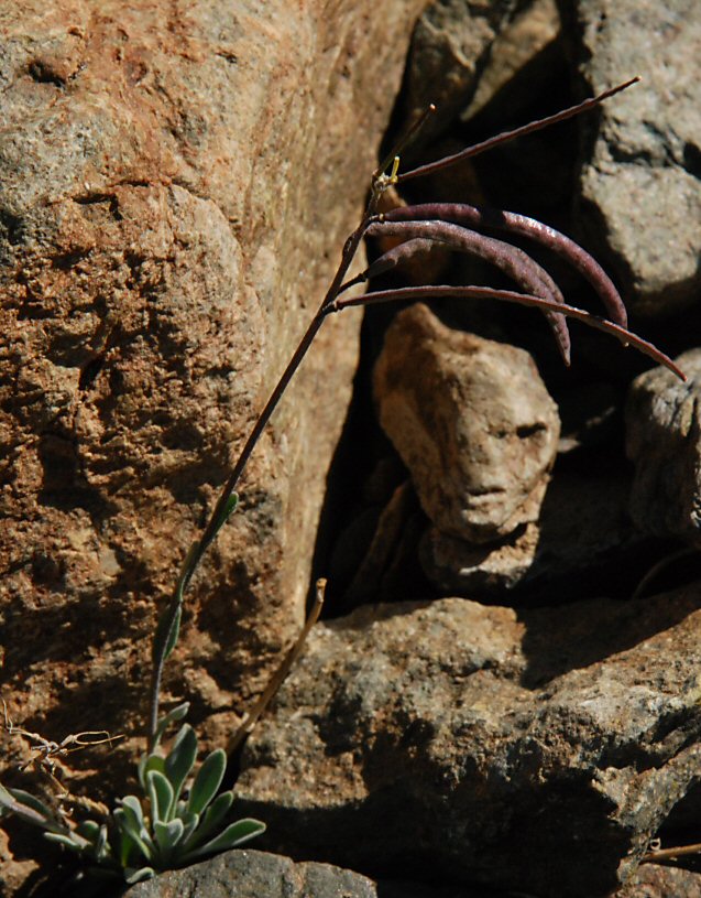 Boechera lemmonii