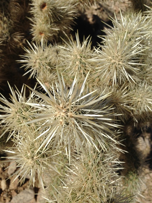 Cylindropuntia echinocarpa Cylindropuntia echinocarpa
